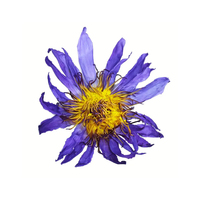 Thé de fleurs de lotus bleu séché naturel de qualité supérieure en vrac en sachet – Bienfaits pour le sommeil profond et le soulagement des nerfs