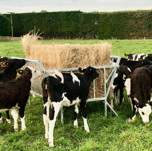 Mangiatoia per Fieno Zincata per Bovini, Ovini e Caprini - Rastrelliera per Fieno Resistente per Bestiame - Product Image 1