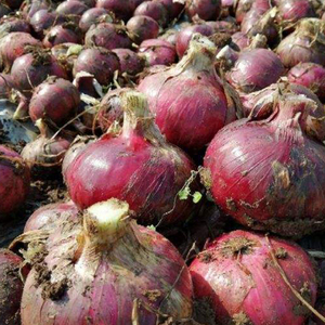 Fresh Red Raw <strong>Onions</strong> Top Grade HALAL ISO Certified From Shandong <strong>China</strong> <strong>Exporters</strong> - Product Image 6