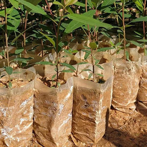 Pots de culture biodégradables <span class=keywords><strong>en</strong></span> nid d'abeille, coupelles de plantation <span class=keywords><strong>en</strong></span> plastique, plateaux de semis, sacs de pépinière pour légumes et fleurs - Product Image 3