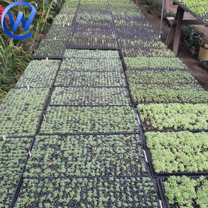 50 Hole Plastic <strong>Seedling</strong> <strong>Sprout</strong> Tray 128 Holes Extra Deep <strong>Seedling</strong> Planting Trays Black Rice Nursery Tool Tray - Product Image 6