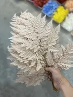 Bunga Asli Berkualitas Tinggi, Daun Pakis Kering Alami, Bunga Kering untuk Dekorasi