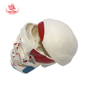 Modèle de crâne humain FRT022, taille adulte 1:1, enseignement artistique médical, moitié du crâne avec origines et insertions musculaires. - Product Image 3