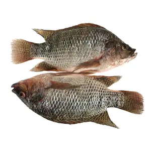 Frozen Fresh Mozambique Black Tilapia Tilapia Fish Farming Whole Wholesale Price For Sale In China