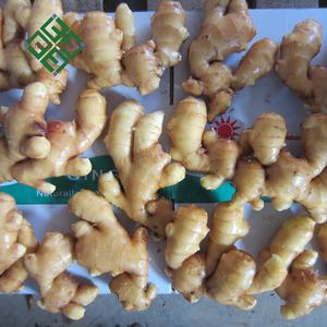 Zenzero fresco più nuovo raccolto zenzero fresco indonesiano - Product Image 4