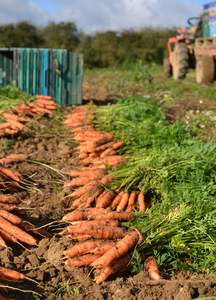 Carottes fraîches biologiques standard, texture croquante et sucrée, riches en vitamines, stockage à froid, fournisseur direct de la ferme, vente en gros au Vietnam - Product Image 6