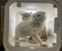 Séchoir pour animaux de compagnie 72L, grande capacité, faible bruit, boîte de séchage pour chats et chiens avec protection contre la surchauffe, pour la maison, la salle de bain, le salon