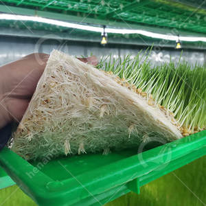 Système de culture automatique de fourrage d'orge et de haricots OCEAN, machine hydroponique pour la germination de haricots mungo - Product Image 5