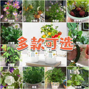 Caja sorpresa de plantas en maceta para niños de preescolar y primaria para observar el crecimiento y la germinación de las plantas - Product Image 5