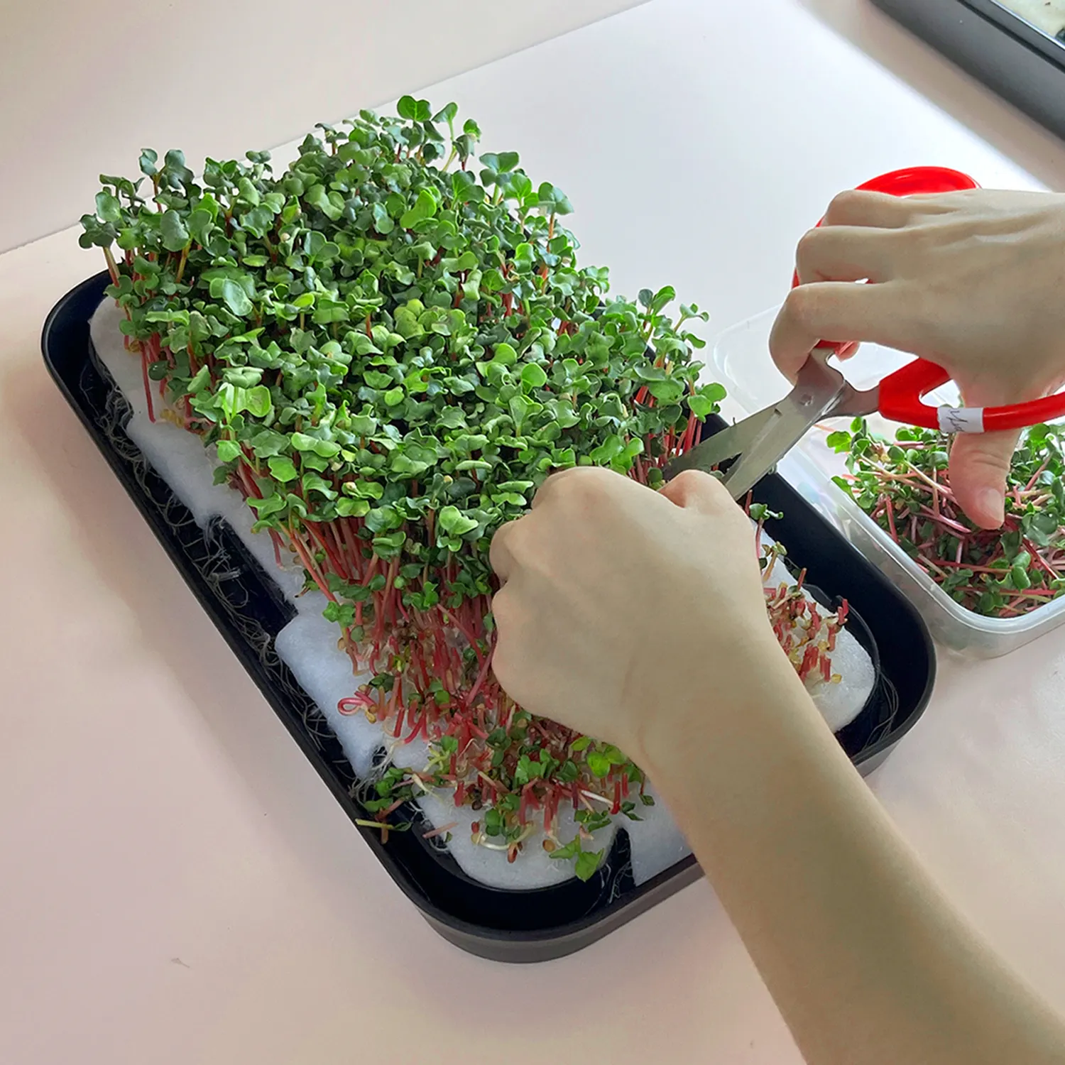 Hạt giống mầm trồng hydroponics phát triển hệ thống microgreens khay Bộ dụng cụ