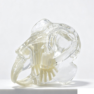 Modelo de Dientes de Conejo para Odontología, Modelo de Estudio de Ortodoncia con Dientes Removibles, Herramienta de Demostración para Entrenamiento Veterinario en Odontología - Product Image 1