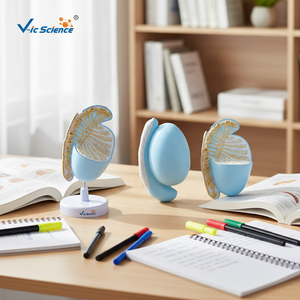 Medizinisches Anatomisches Modell Hodenmodell, Hodenanatomie-Modell, Vergrößertes Hodenmodell für Medizinische Wissenschaftliche Ausbildung - Product Image 3