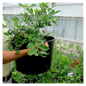 Venta caliente de plástico negro <span class=keywords><strong>vivero</strong></span> 5 galones planta para palm plantas - Product Image 1