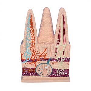 Modelo de villus intestinal humano HUICHUN, vasos <span class=keywords><strong>capilares</strong></span> linfáticos, sección anatómica de venas, biología para escuelas secundarias, ciencia médica - Product Image 1