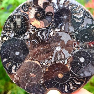 Fossiles de coquillages en gros, disque en spirale, spécimen océanique rare pour la décoration de la maison, collection pour les passionnés de géologie et exposition éducative - Product Image 1