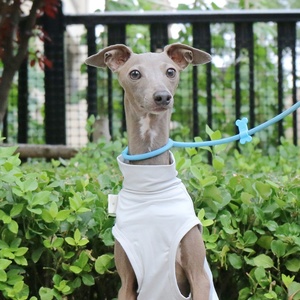 Gilet de protection solaire estival pour chien de type Greyhound <span class=keywords><strong>italien</strong></span> et Whippet, en polyester moderne, avec capuche, anti-salissures, pour les sorties et Halloween - Product Image 5