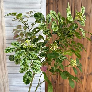 Plantas Artificiales Jinxi, Hojas de Locustillo Verde Rosado, Decoración Floral para el Hogar y Accesorios de Fotografía - Product Image 2