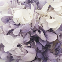Hochzeit Deko Hochzeit Deko matériel conservé hortensia dans boîte à fleurs préservée pour la décoration de mariage décor à la maison