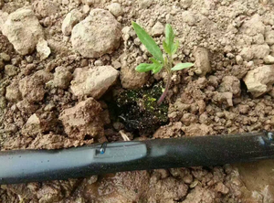 Dây Chuyền Sản Xuất Ống Tưới Nhỏ Giọt Pe Hình Trụ Máy Làm Ống Nhỏ Giọt Tròn Phủ Băng - Product Image 6