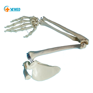 Giải Phẫu Y Khoa Giải Phẫu Y Tế Mô Phỏng Bộ Xương Kích Thước Sống Của Con Người Mô Hình Giải Phẫu Phần Trên Trên - Product Image 1