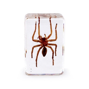 Rõ ràng Epoxy nhựa nhện mẫu vật nhúng mẫu vật thực Spider nhựa sinh học côn trùng Tarantula nhện - Product Image 3