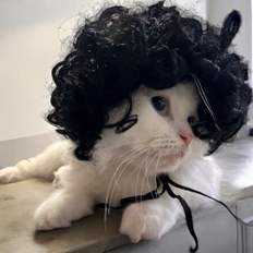 TC2 Cole papavero capelli Pup parrucche il mio animale domestico abbigliamento accessori - Product Image 1