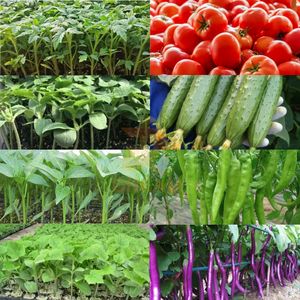 Máquina <span class=keywords><strong>de</strong></span> siembra <span class=keywords><strong>de</strong></span> bandejas agrícolas Máquina automática <span class=keywords><strong>de</strong></span> semillas <span class=keywords><strong>de</strong></span> bandejas <span class=keywords><strong>para</strong></span> plantar semillas en bandeja <span class=keywords><strong>de</strong></span> plántulas - Product Image 6