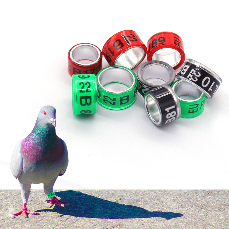 ring pigeon 6mm phone number