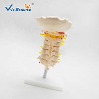 Modelo de Vértebras Cervicales Articuladas con Disco Intervertebral y Nervio para Entrenamiento de Rehabilitación y Masaje, con Certificaciones CE/ISO/ROHS/CNAS
