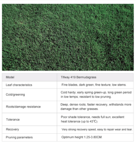 <span class=keywords><strong>Erba</strong></span> Sintetica Naturale Ecologica ad Alta Densità, Durevole, Morbida e a Rapida Germinazione per Campi Sportivi Indoor/Esterni - Product Image 6