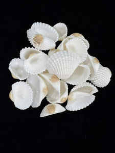 <span class=keywords><strong>100</strong></span> Piezas de Conchas Marinas en Forma de Corazón de 1.5-2.5 CM, Blancas, Pequeñas, para Pintar, Decoración de Bodas y Playa, al por Mayor - Product Image 1