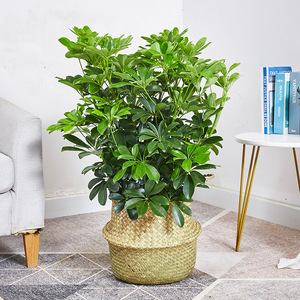 Lotus à sept feuilles en <span class=keywords><strong>pot</strong></span> à bec de canard, plante d'intérieur pour salon, absorbant le formaldéhyde, purifiant l'air, grande plante - Product Image 3