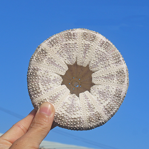 クリエイティブなDIY装飾標本卸売 ホームデコレーションアクセサリー 鉢植え 小さな植木鉢 ウニの殻 - Product Image 2