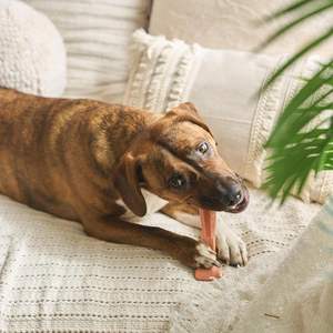 Tulang T, serat bambu & gigitan anjing nilon, tahan lama untuk pengunyah agresif, tidak splining, untuk anjing dewasa & anak anjing tumbuh gigi - Product Image 6