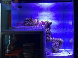 Aquarium marin récif réservoir corail aquarium lumières récif aquarium - Product Image 3