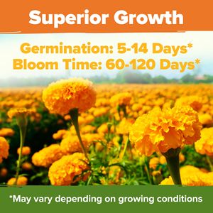 Qualité supérieure Crackerjack Marigold Set Home Grown Outdoor Garden Flower <span class=keywords><strong>Pot</strong></span> Europe Design Nursery Bulk Desktop Floor Use - Product Image 5