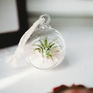 Hoge Kwaliteit Moderne Clear Globe Opknoping Glas Vaas Terrarium Bulk Indoor Air Plant Bloem Terrarium Voor Huis En Bruiloft Decor