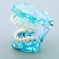 [AiFan Dental], producto en oferta, 2001, implante, modelo de estudio dental tipodont