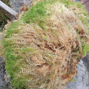 Nueva Zelanda Sphagnum Moss Live Fresh para plantas carnívoras - Product Image 1