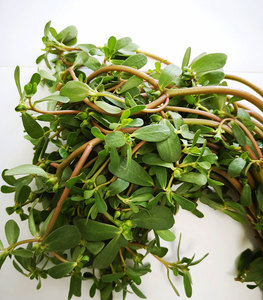 Fabriekslevering Gezondheidssupplementen Poeder Postelein Kruiden <span class=keywords><strong>Extract</strong></span> Valse Postelein <span class=keywords><strong>Extract</strong></span> Poeder <span class=keywords><strong>5%</strong></span> - Product Image 6