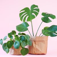 Pots de fleurs en papier kraft pour plantes d'intérieur, sac en papier kraft réutilisable, organisateur et pot de fleurs