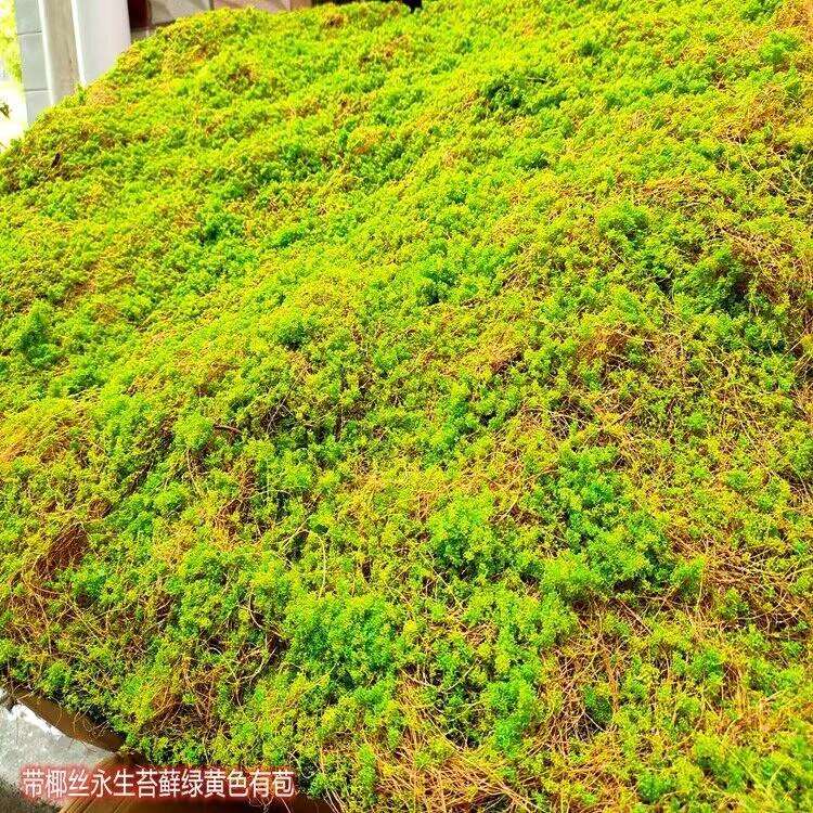 N. 6 prato giallo muschio eterno