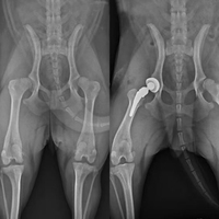 Instrument vétérinaire pour hôpital animal, prothèse bipolaire de hanche orthopédique en acier inoxydable par TOOLMED avec garantie de 3 ans