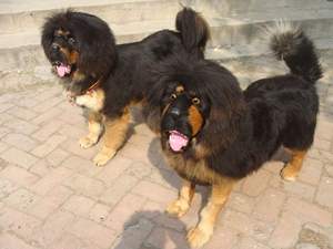 Vilt Gepersonaliseerde Kerst Xmas Ornamenten <span class=keywords><strong>Outdoor</strong></span> Decors Hond - Product Image 2