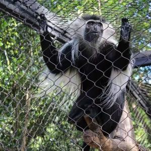 Redes de Seguridad de Acero Inoxidable Tejidas Anticaídas de Gran Altura se Utilizan para Proteger Balcones de Altura - Product Image 6