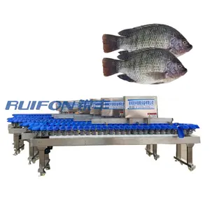 Kunden spezifischer mehrstufiger Gewichts sortierer Tilapia Pomfret Sortierer Fischfilet sortierer