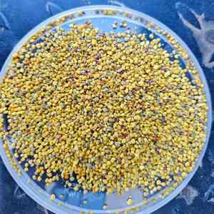 Polen de Abeja Natural Fresco al por Mayor de Alta Calidad, Gránulos de Polen Puro Natural de Colza Mixta a Precio Competitivo - Product Image 3