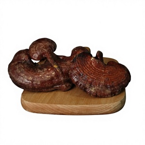 Cogumelo <span class=keywords><strong>Reishi</strong></span> Vermelho Inteiro da Montanha Changbai. Ganoderma Lucidum Seco, Direto da Fábrica, OEM Disponível para Marcas de Ervas - Product Image 4
