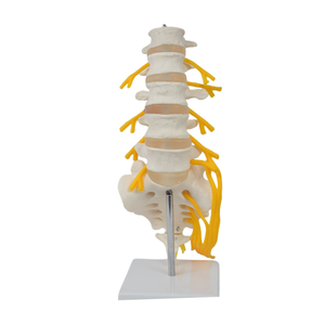 Modelo de Columna Vertebral de PVC de Alta Calidad con 5 Vértebras, Sacro, Nervios Caudales y Modelo Esquelético para Educación Médica, Hospitales y Uso Médico - Product Image 6
