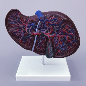 Modèle anatomique du foie humain de haute qualité et au meilleur prix pour l'enseignement et l'apprentissage de la <span class=keywords><strong>biologie</strong></span> - Product Image 6